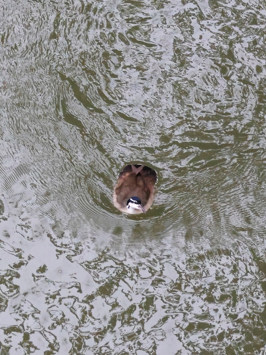 dvergsvømmerikse - ML644512652