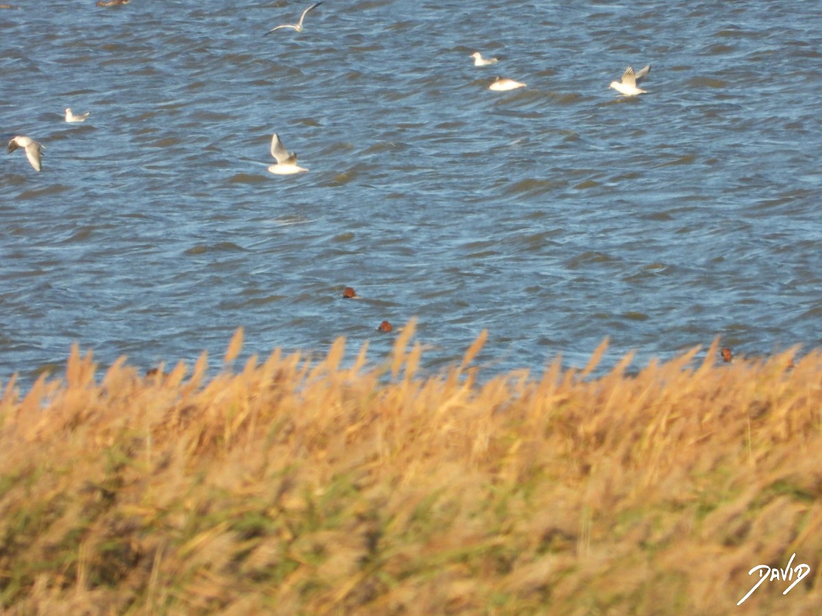 taffeland - ML644512653