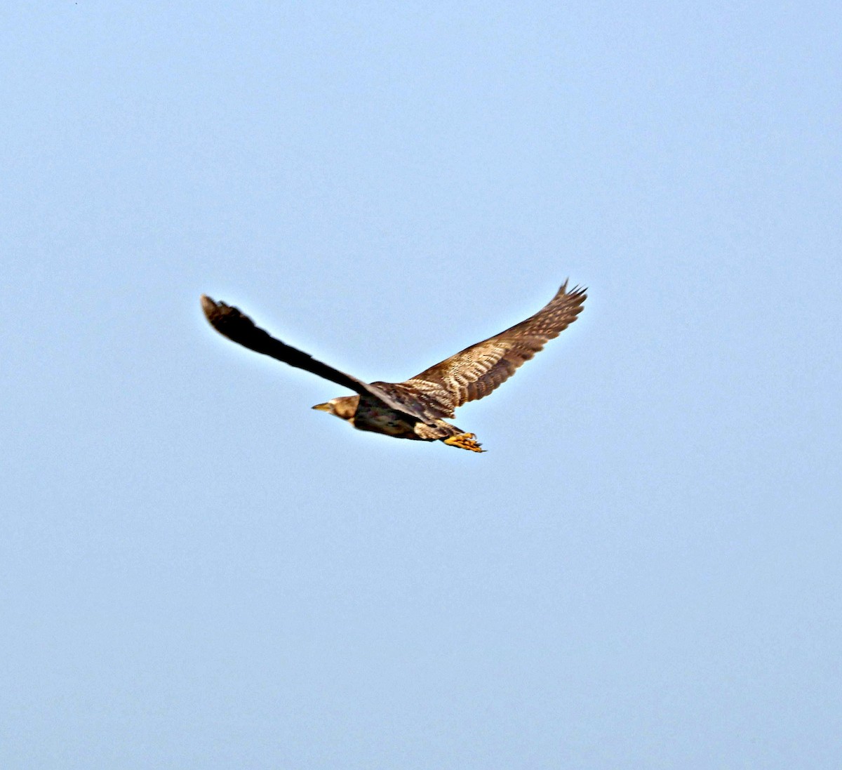 australrørdrum - ML644512655