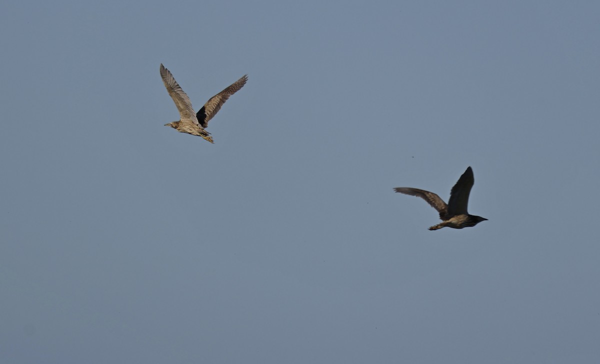 australrørdrum - ML644512656