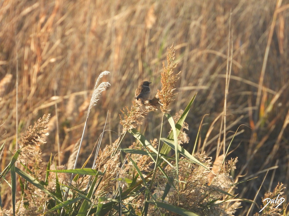 svartstrupe - ML644512657