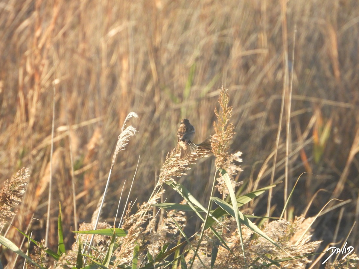 svartstrupe - ML644512658