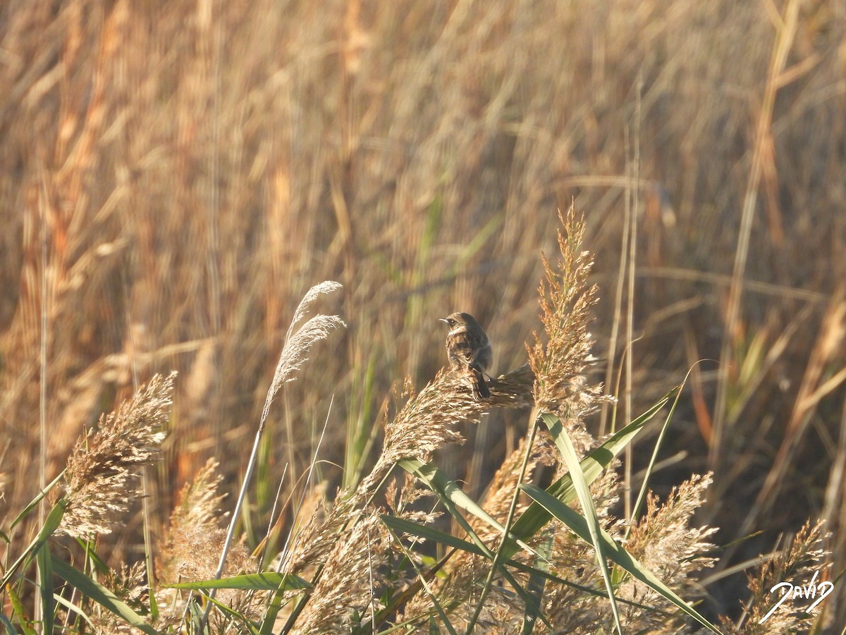 svartstrupe - ML644512659