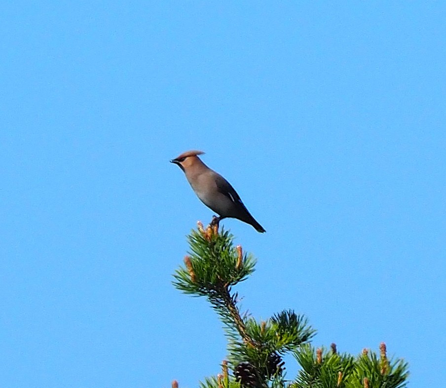 Bohemian Waxwing - ML644512667
