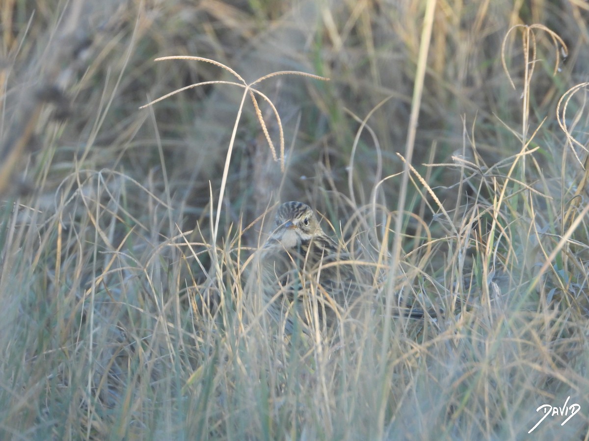 Meadow Pipit - ML644512669