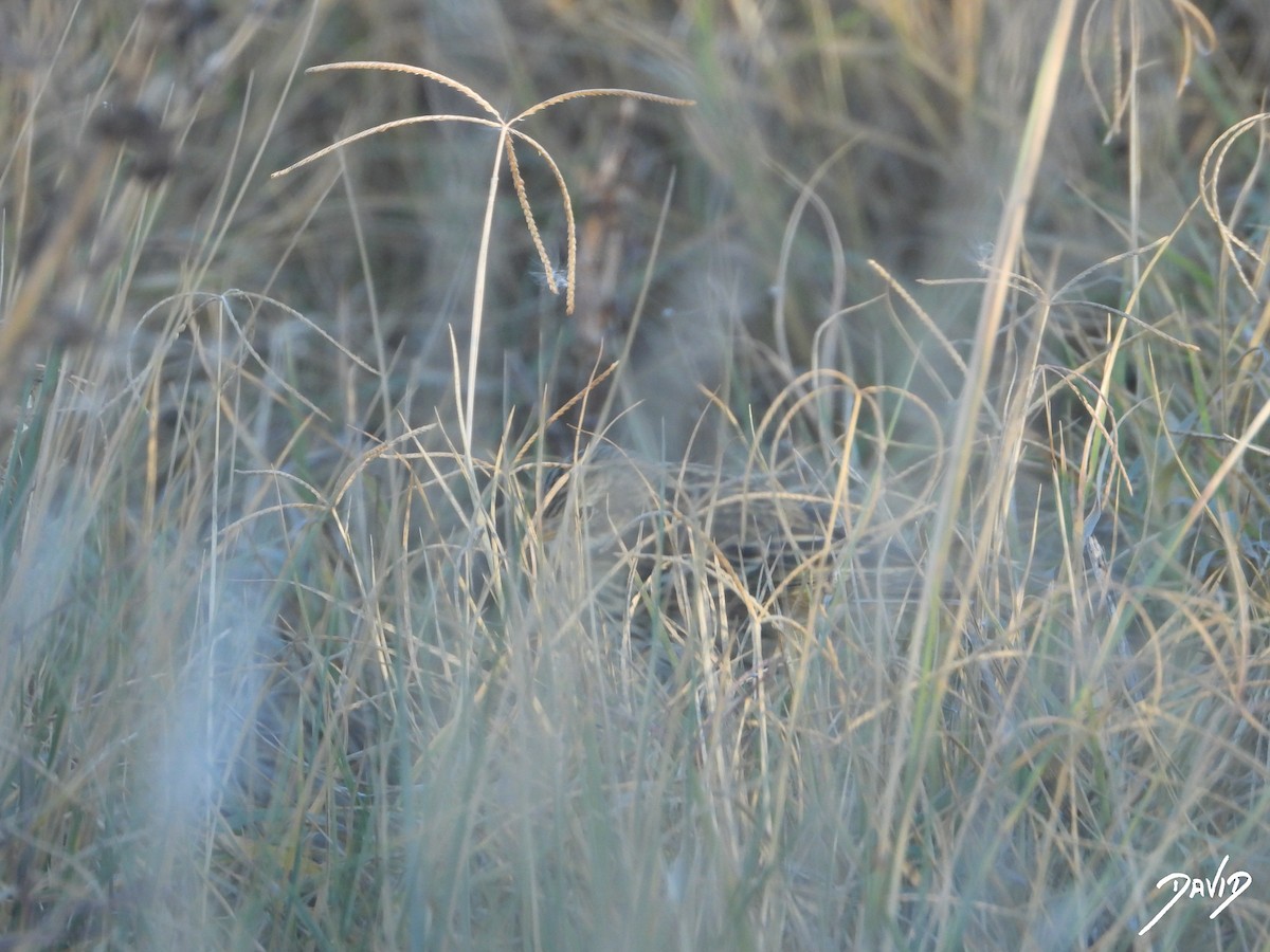 Meadow Pipit - ML644512670