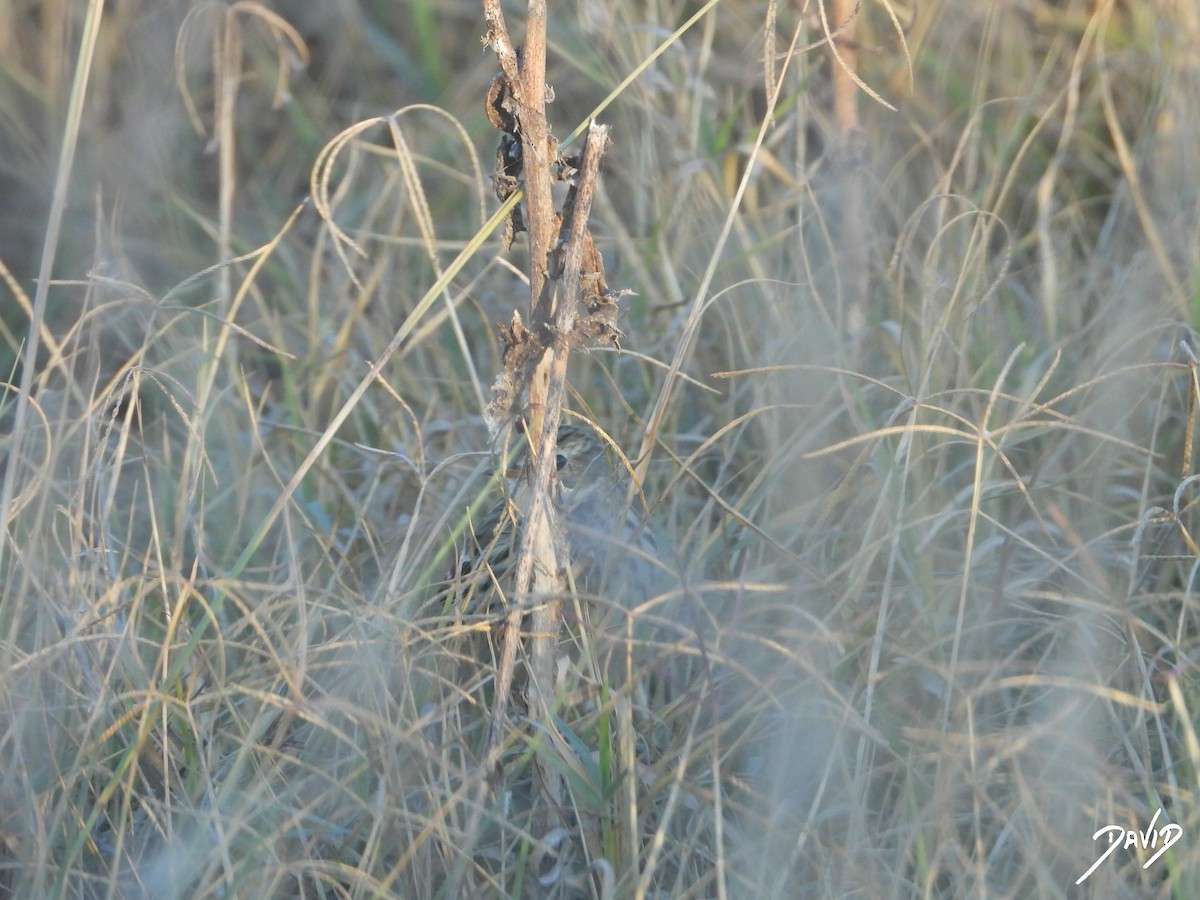 Meadow Pipit - ML644512671