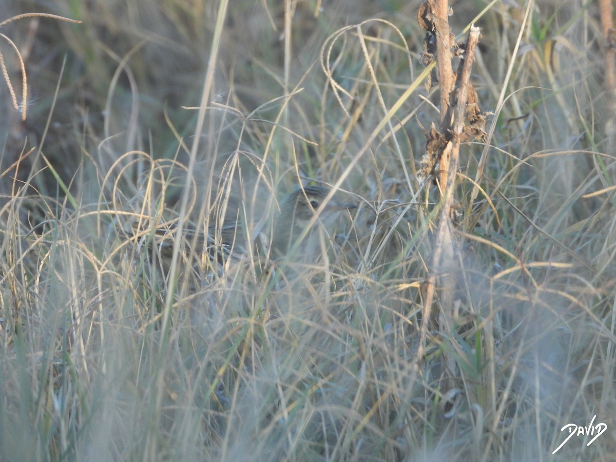 Meadow Pipit - ML644512672