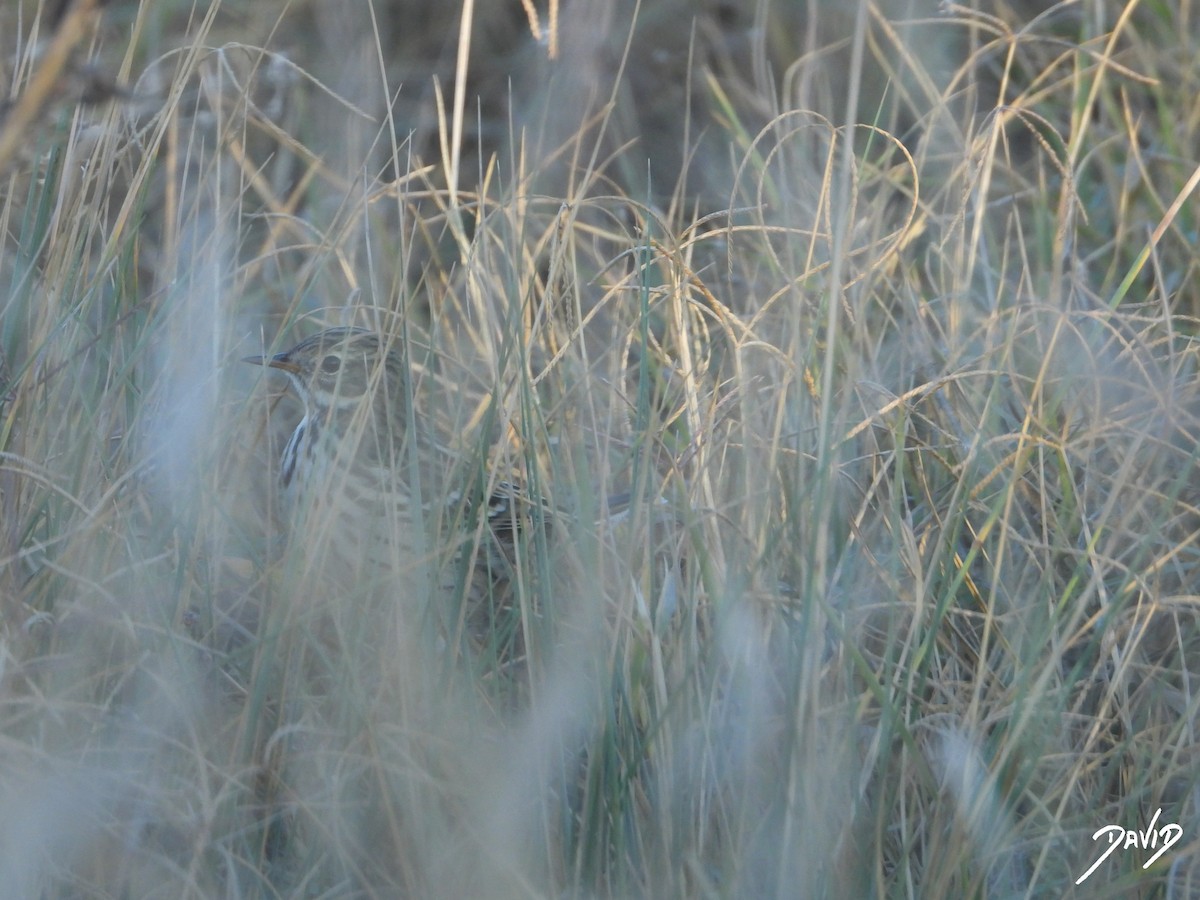 Meadow Pipit - ML644512673