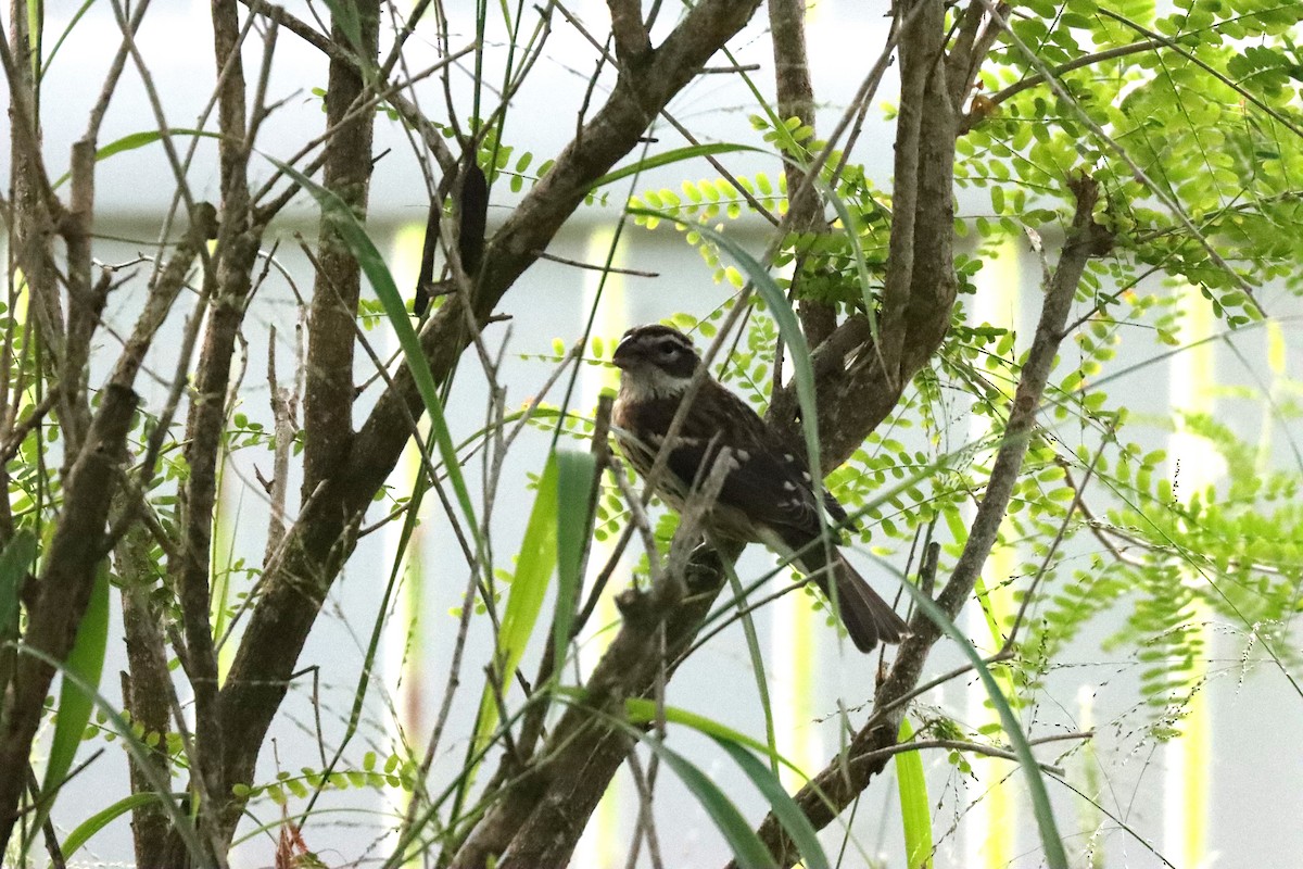 Rose-breasted Grosbeak - ML644512675