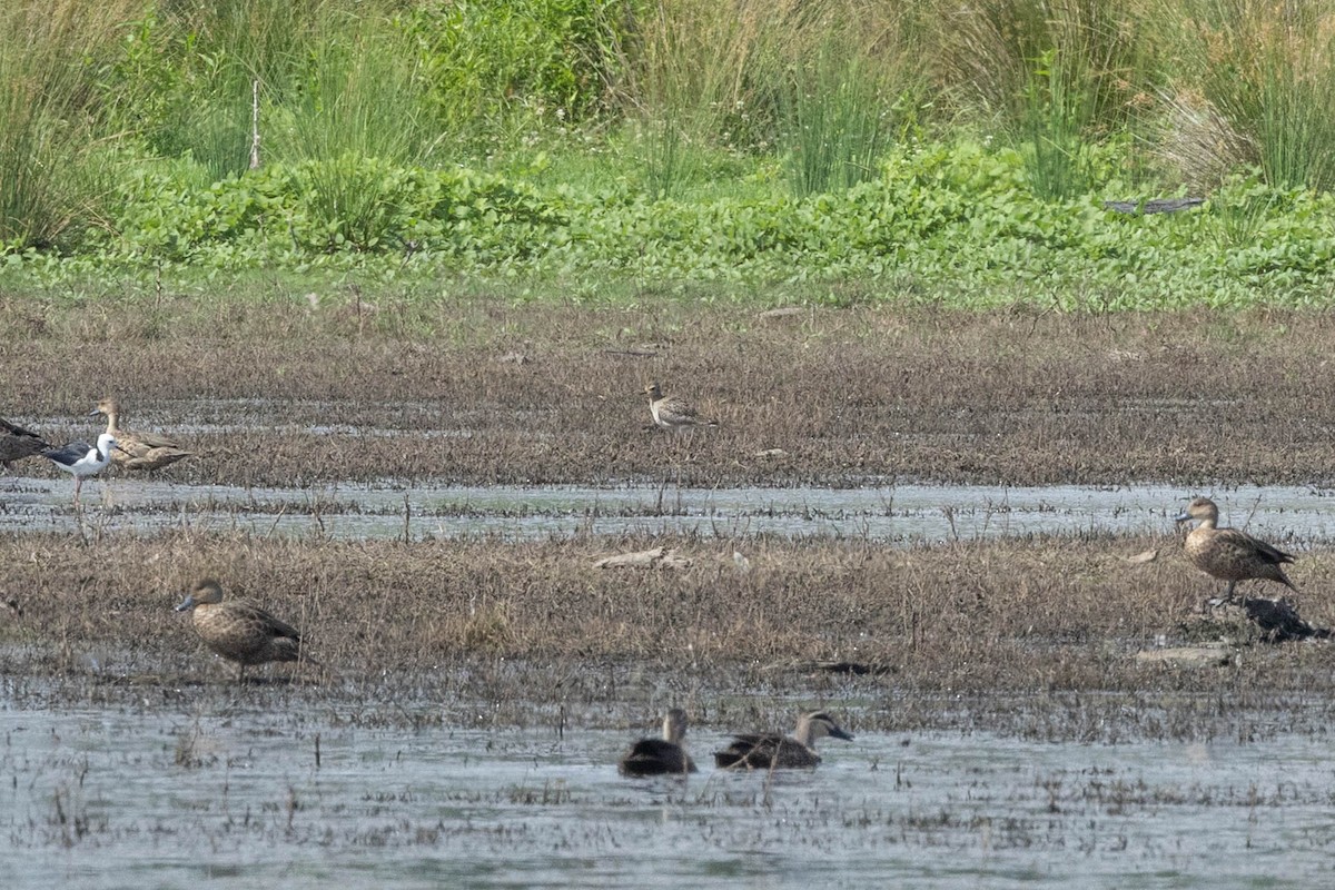 Pluvier fauve - ML644512676