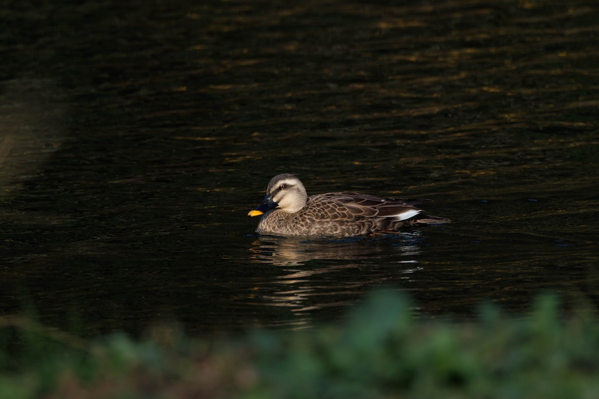 カルガモ - ML644512685