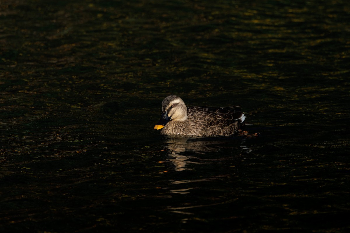 カルガモ - ML644512686
