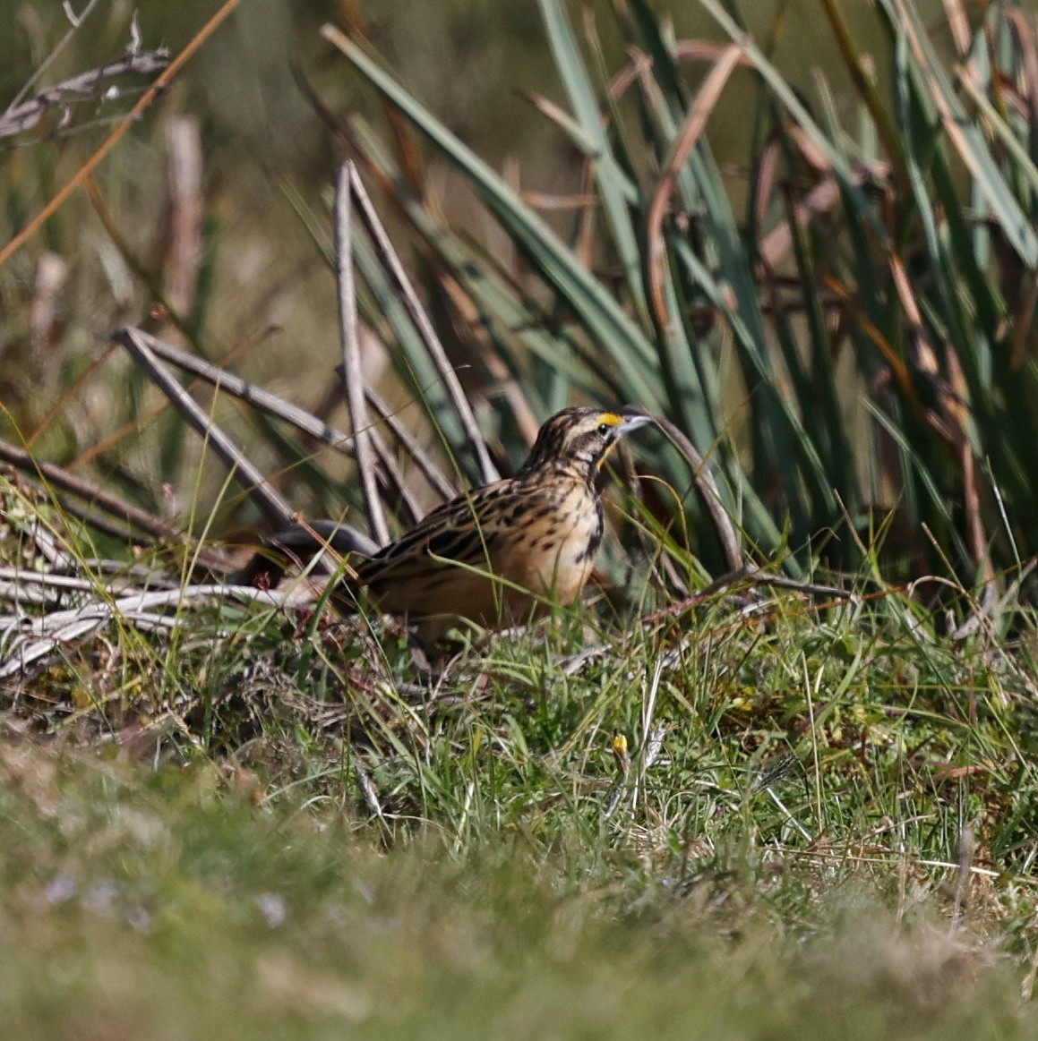 Sentinelle d'Abyssinie - ML644512687