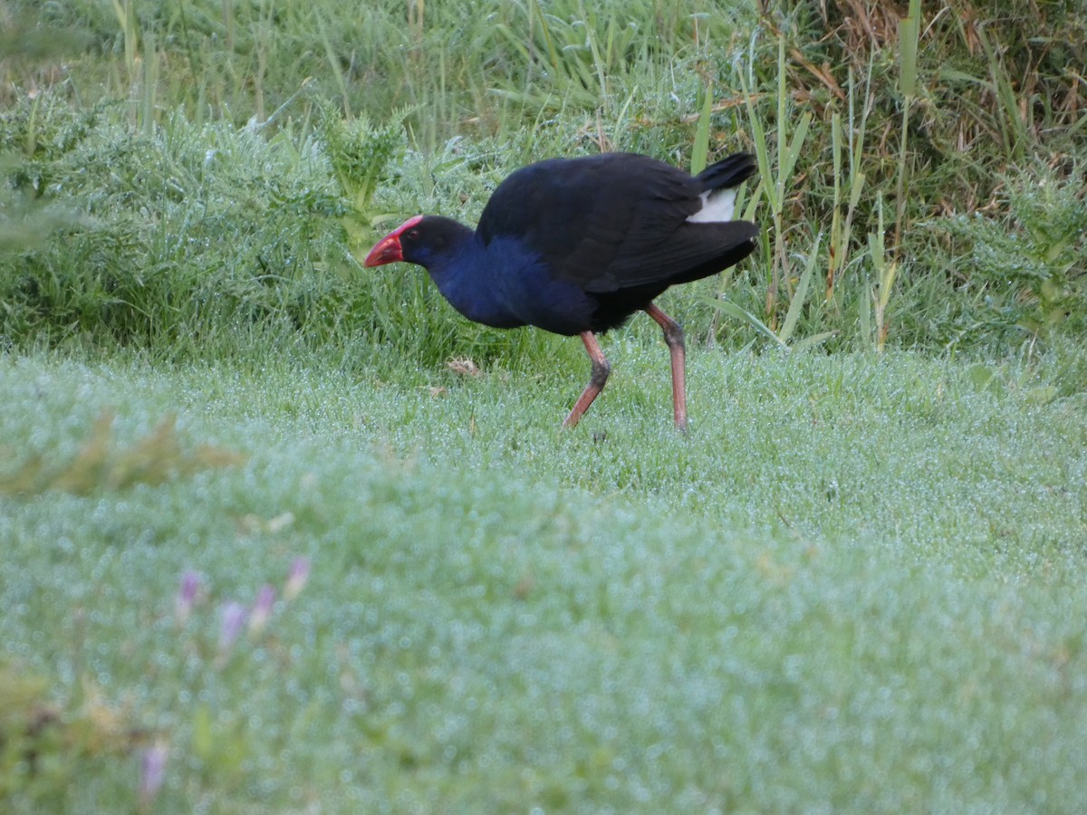 Султанка австралійська - ML644512691