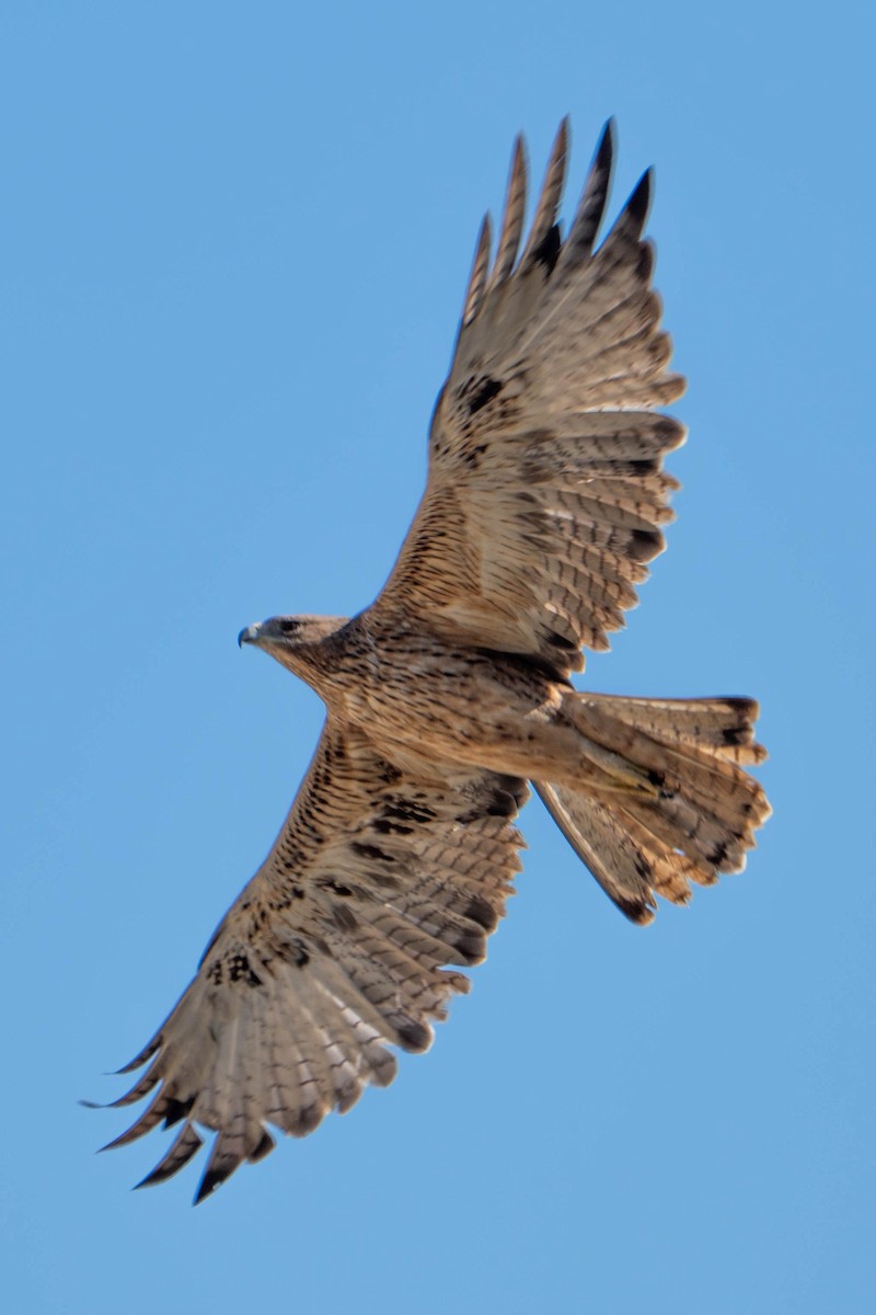 白腹鵰 - ML644512692