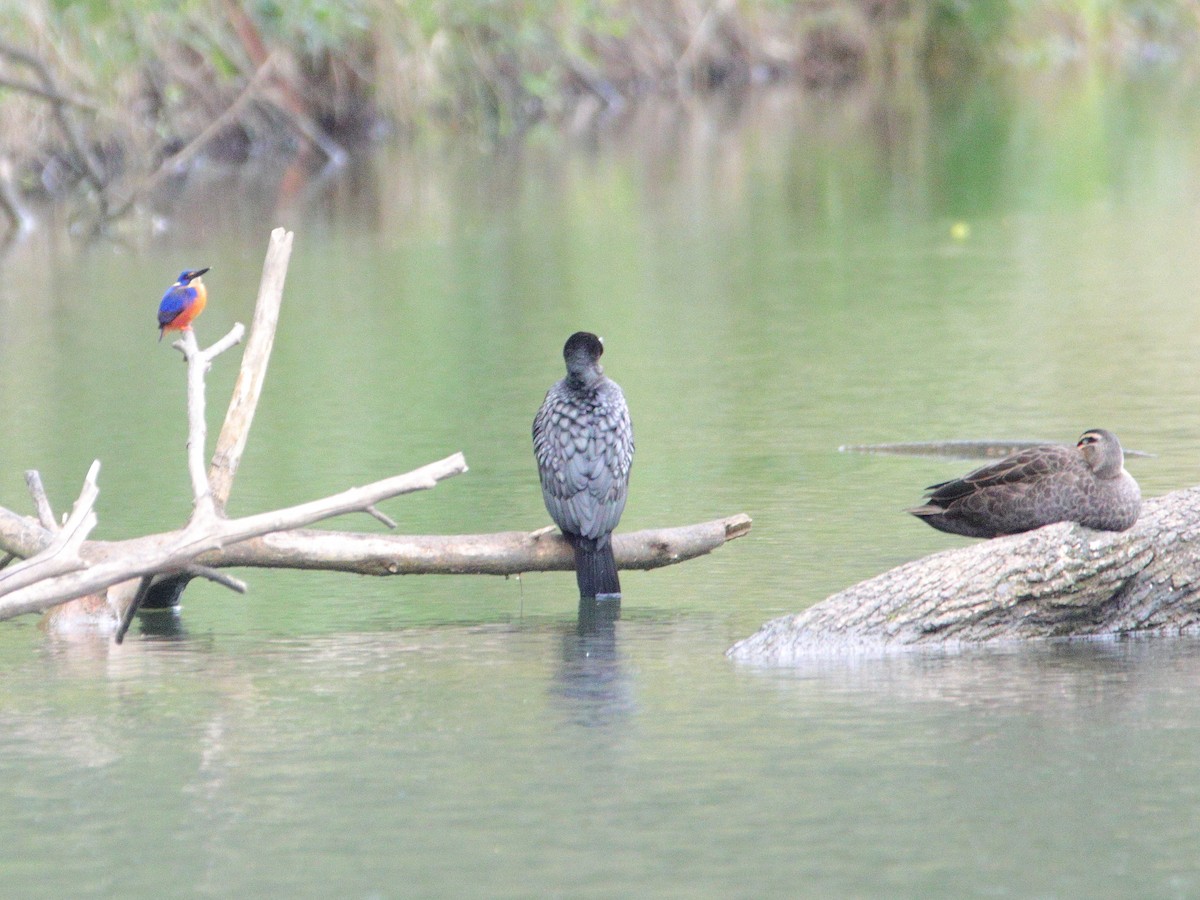 Azure Kingfisher - ML644512694