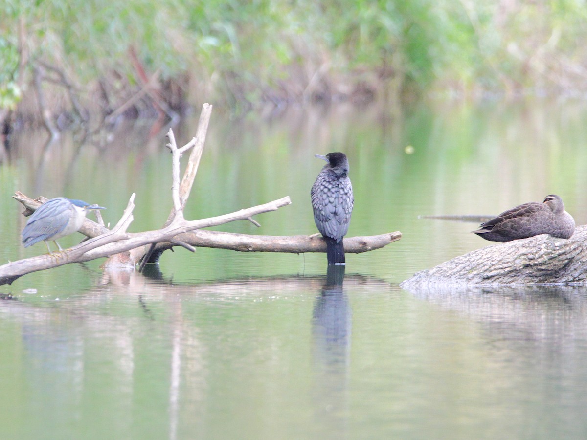 Little Black Cormorant - ML644512696