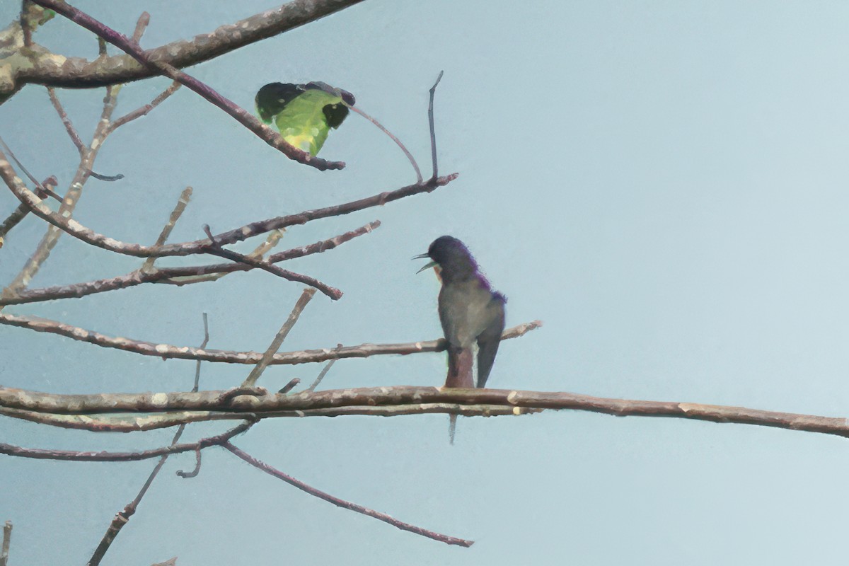 Rosy Bee-eater - ML644512697