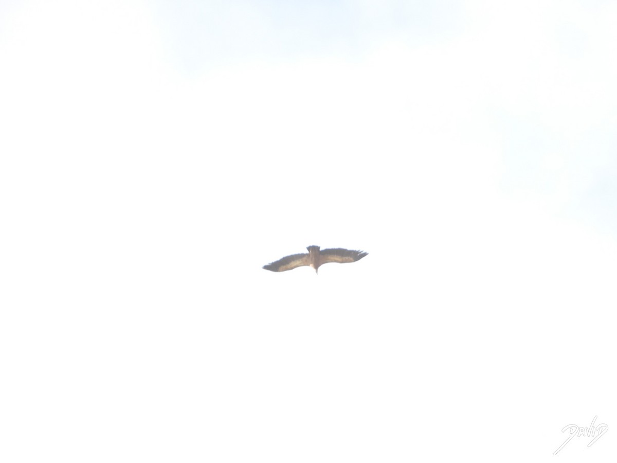 シロエリハゲワシ - ML644512701