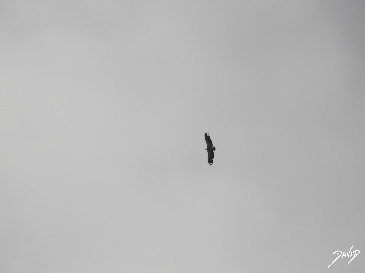 シロエリハゲワシ - ML644512703