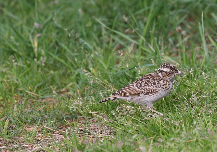 Wood Lark - ML644512710