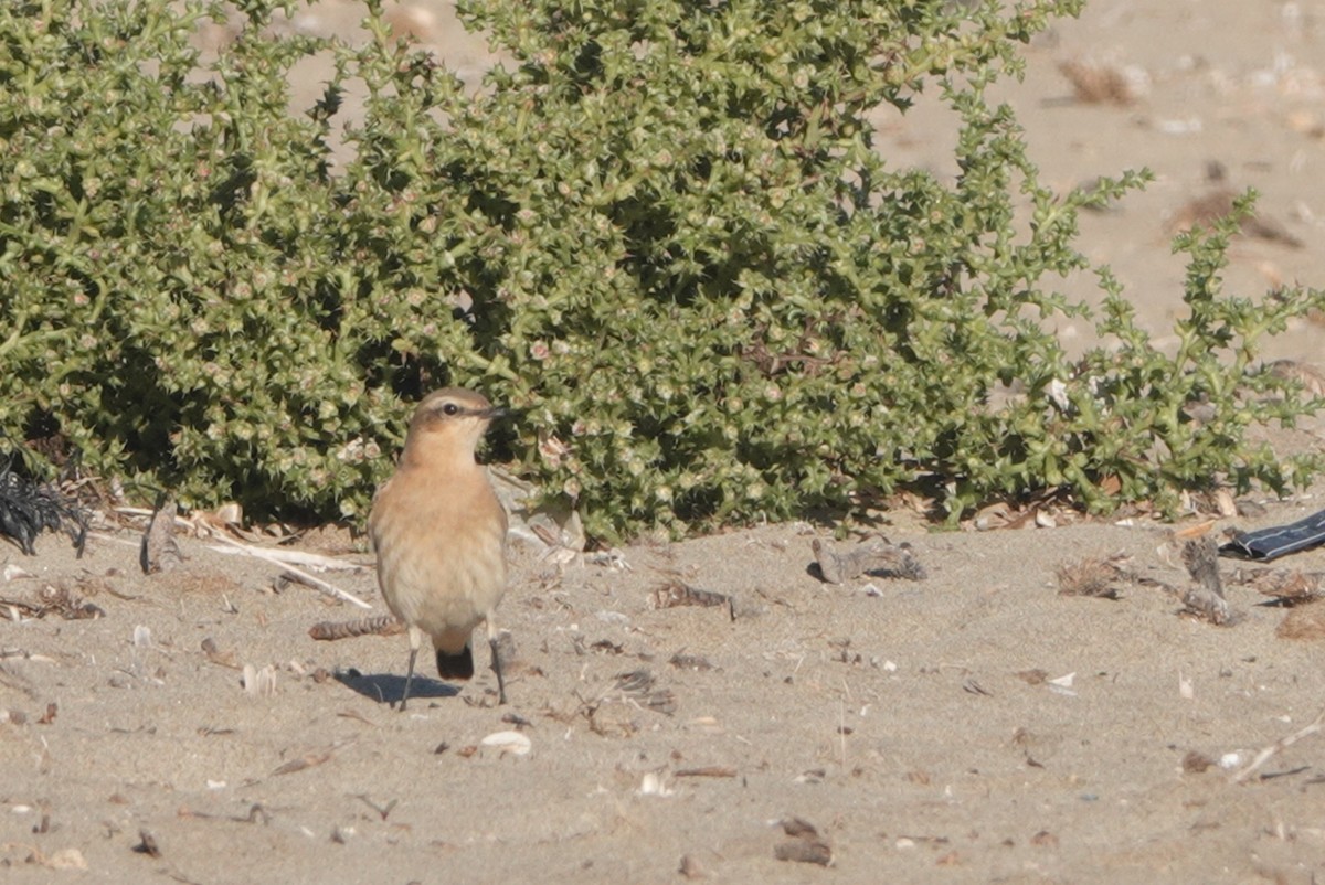 Адууч чогчиго - ML644512713