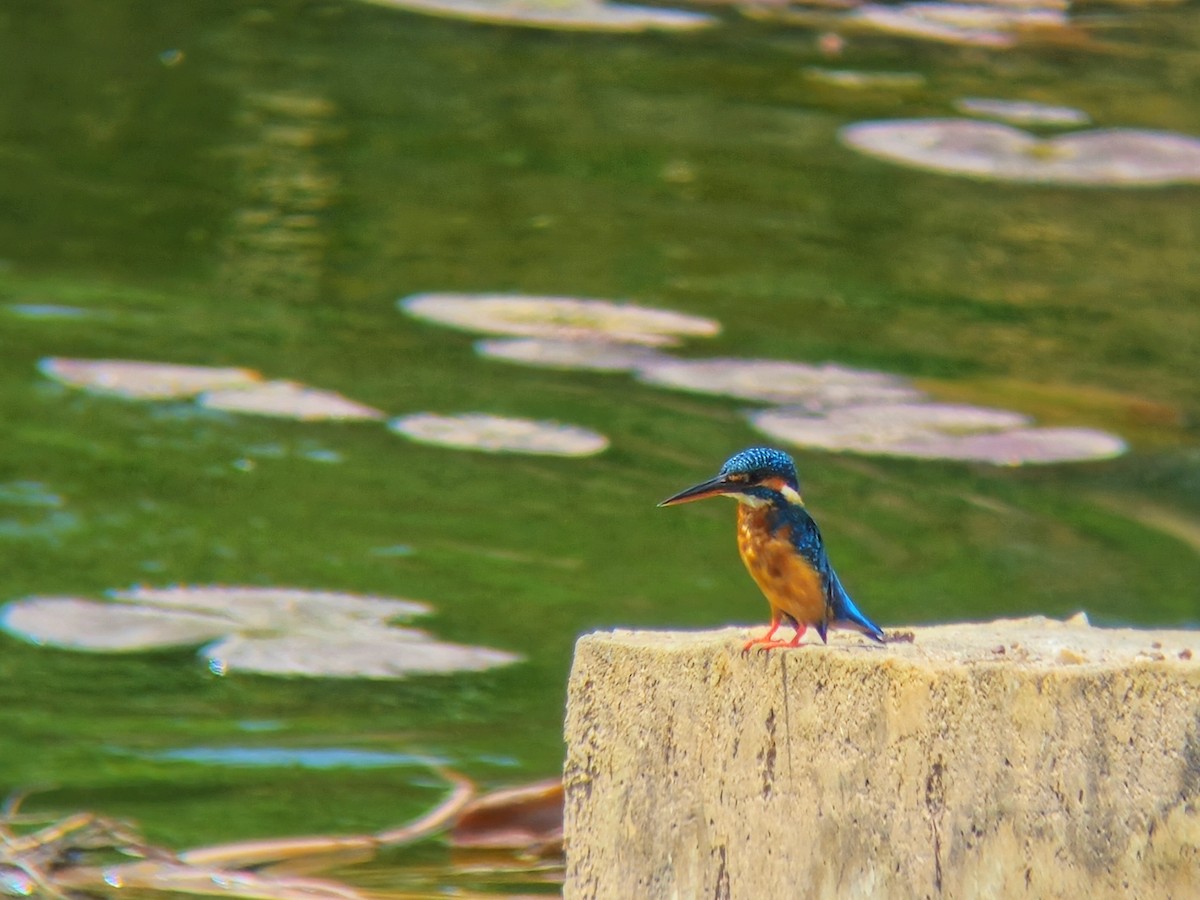 Martin arrantzalea - ML644512714