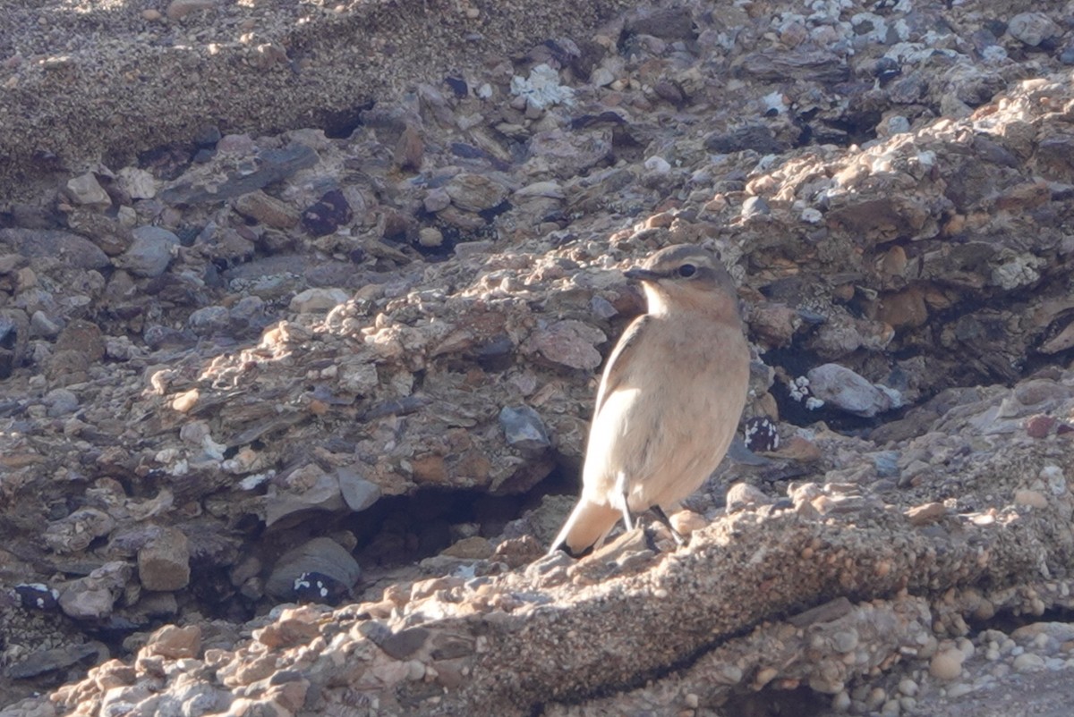 Адууч чогчиго - ML644512720