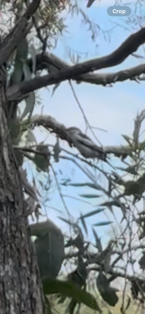 White-winged Triller - ML644512727