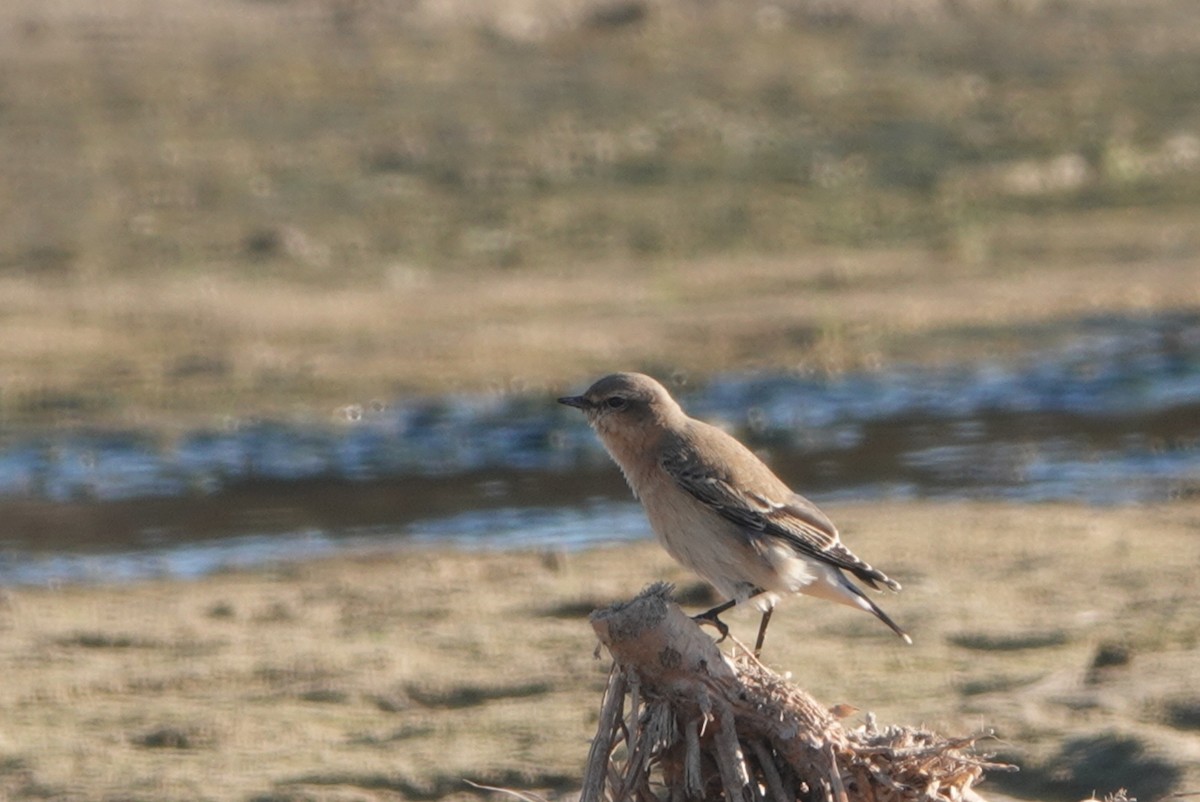 Адууч чогчиго - ML644512728