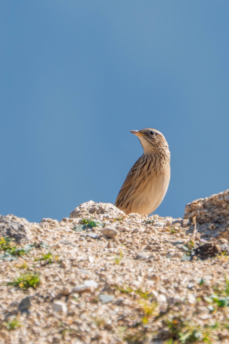 linduška himálajská - ML644512729