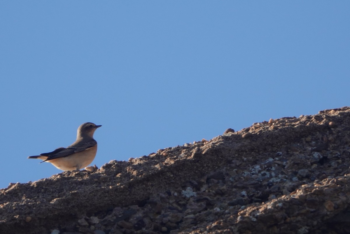 Адууч чогчиго - ML644512730