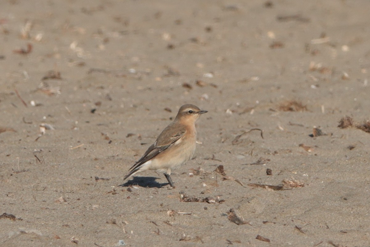 Адууч чогчиго - ML644512736