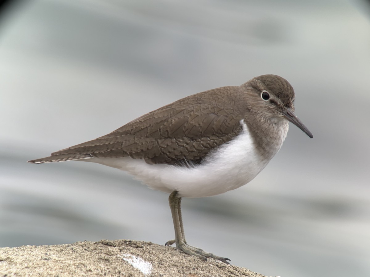 イソシギ - ML644512749