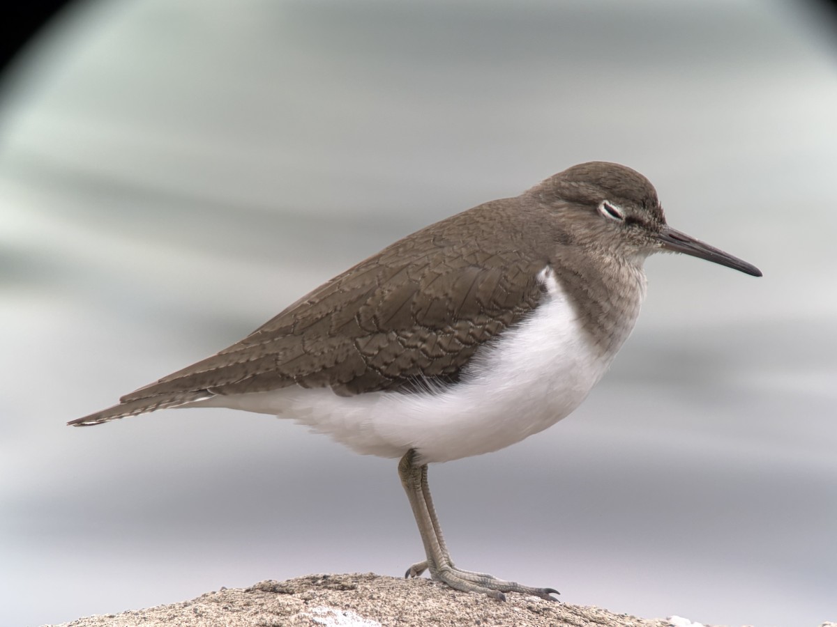 イソシギ - ML644512750