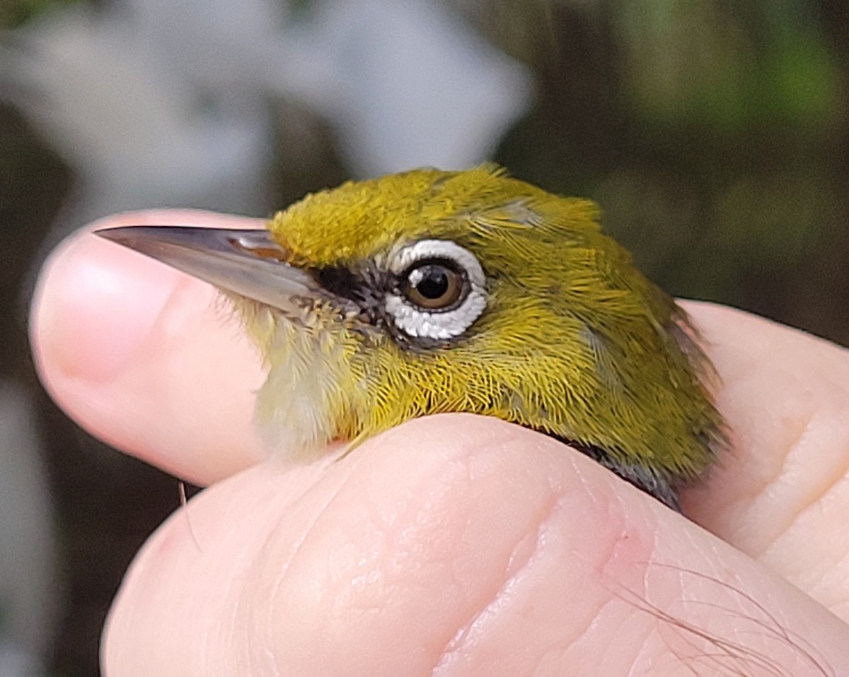 Silvereye - ML644512752