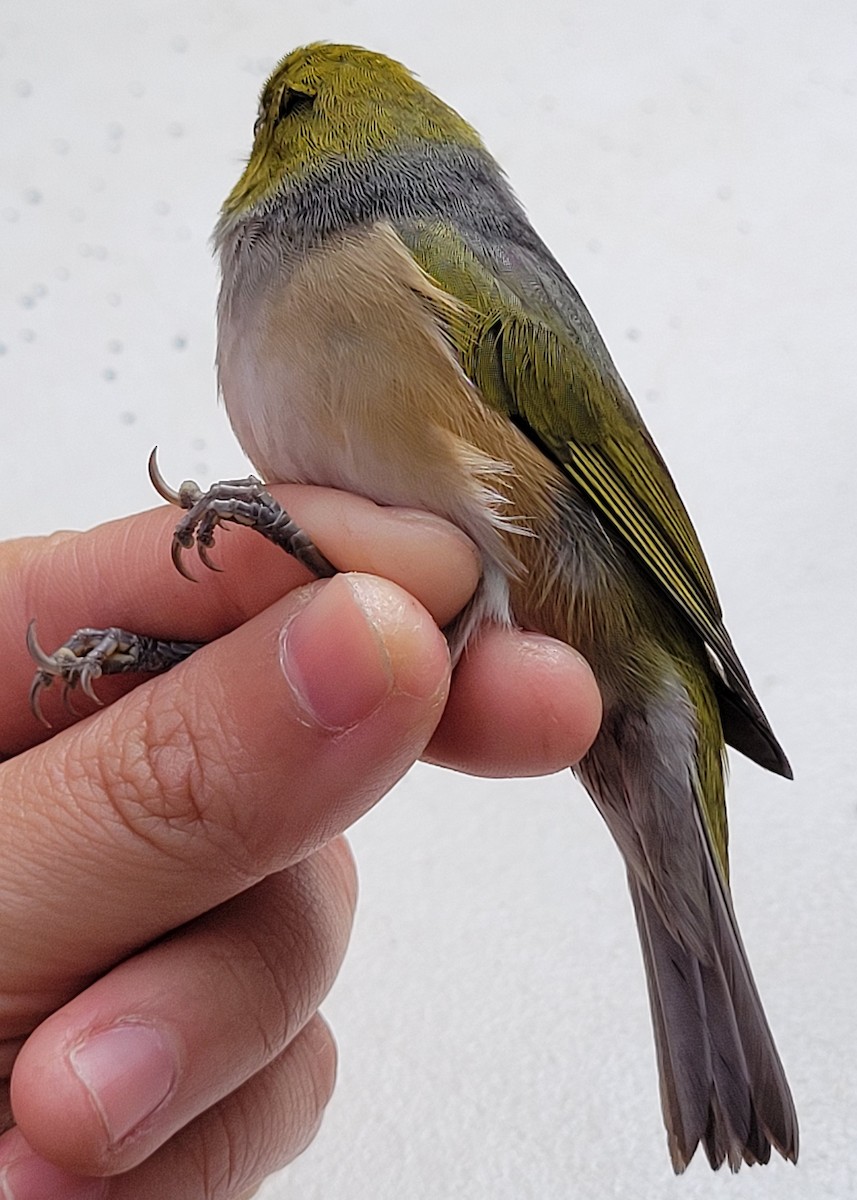 Silvereye - ML644512758