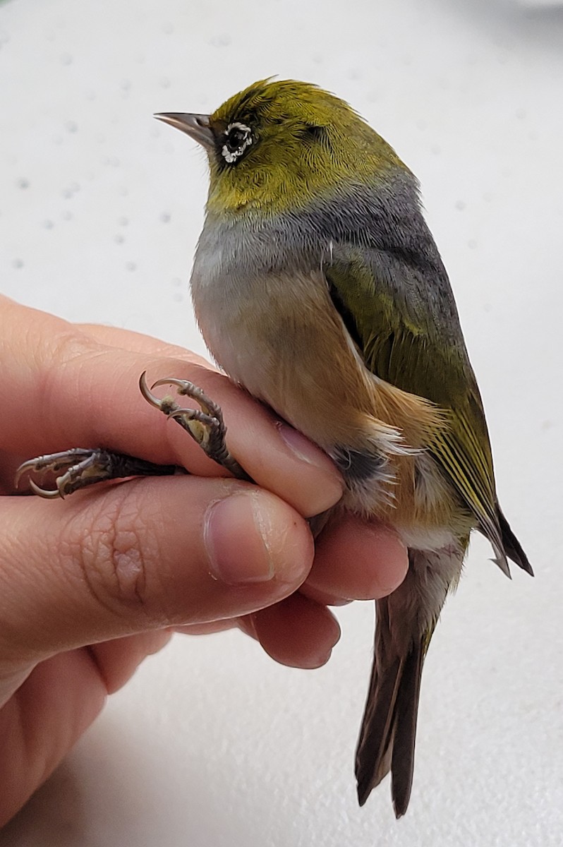 Silvereye - ML644512759