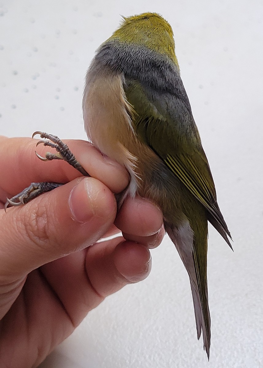 Silvereye - ML644512760