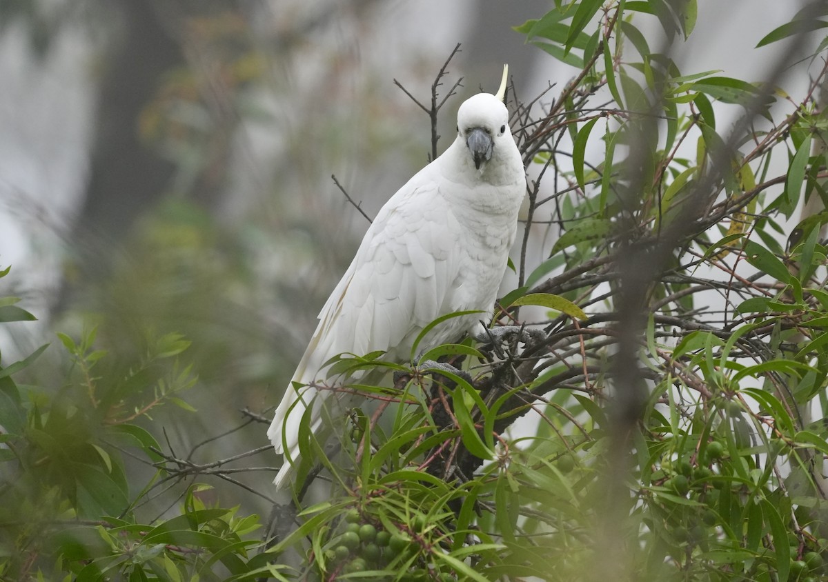Sulphur-crested Cockatoo - ML644512761