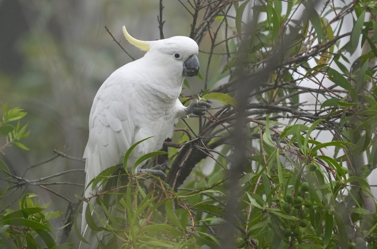 Sulphur-crested Cockatoo - ML644512762