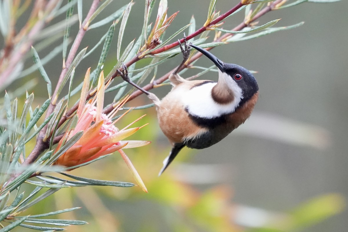 Eastern Spinebill - ML644512765