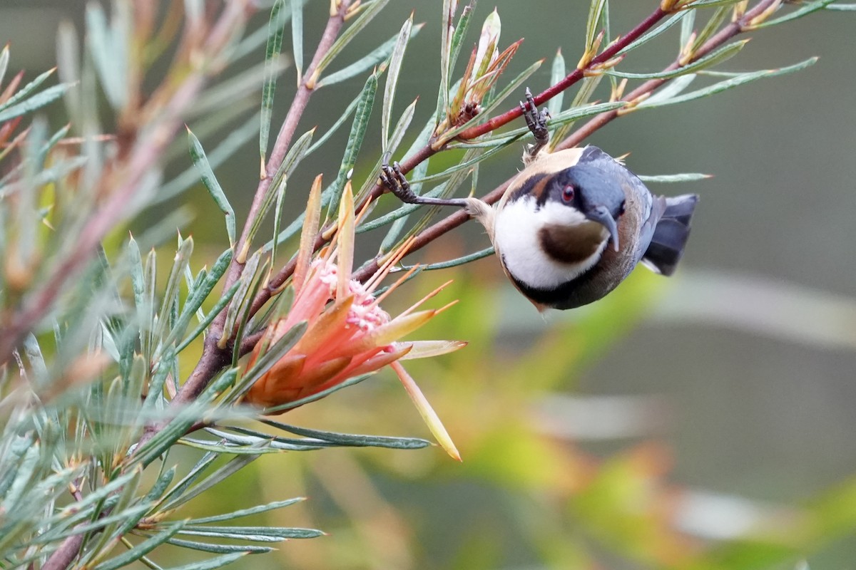 Eastern Spinebill - ML644512766