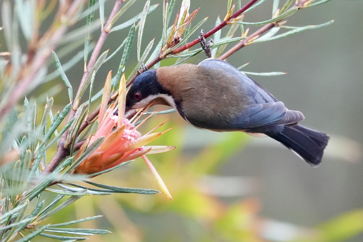 Eastern Spinebill - ML644512767