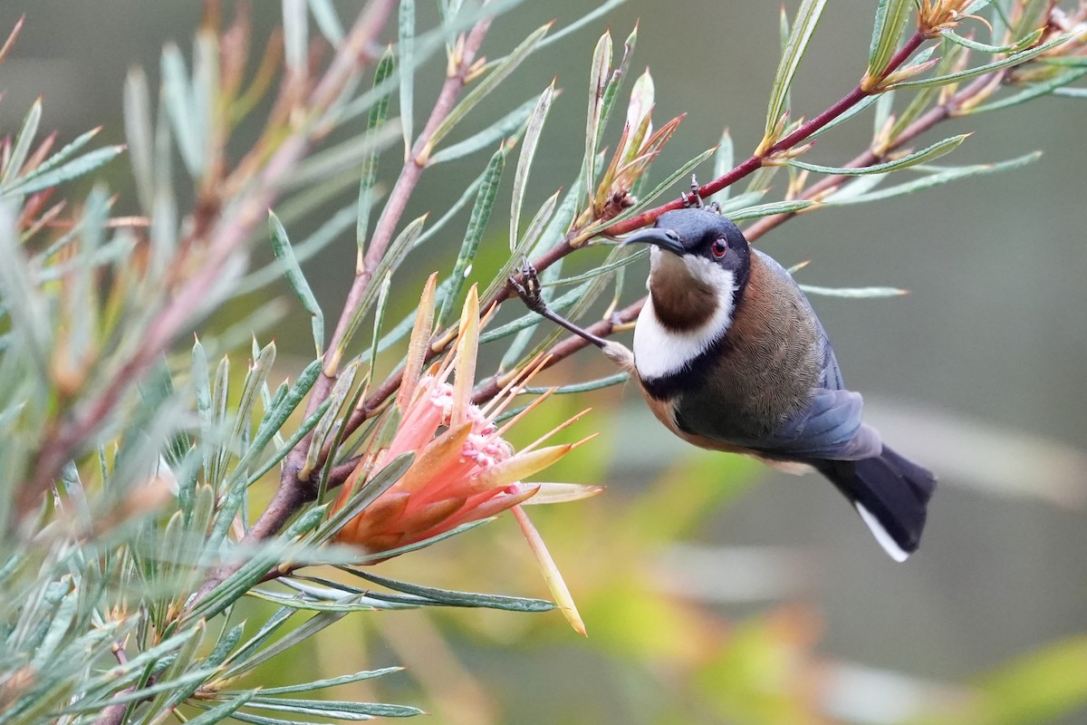 Eastern Spinebill - ML644512768