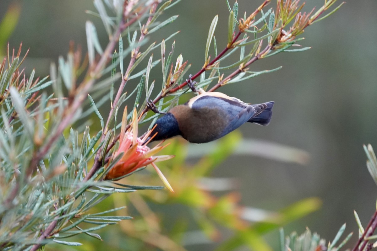 Eastern Spinebill - ML644512769