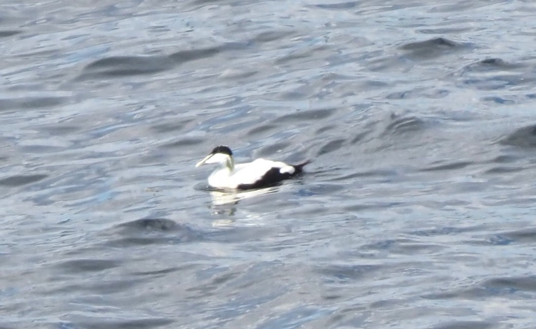 Common Eider - ML644512773
