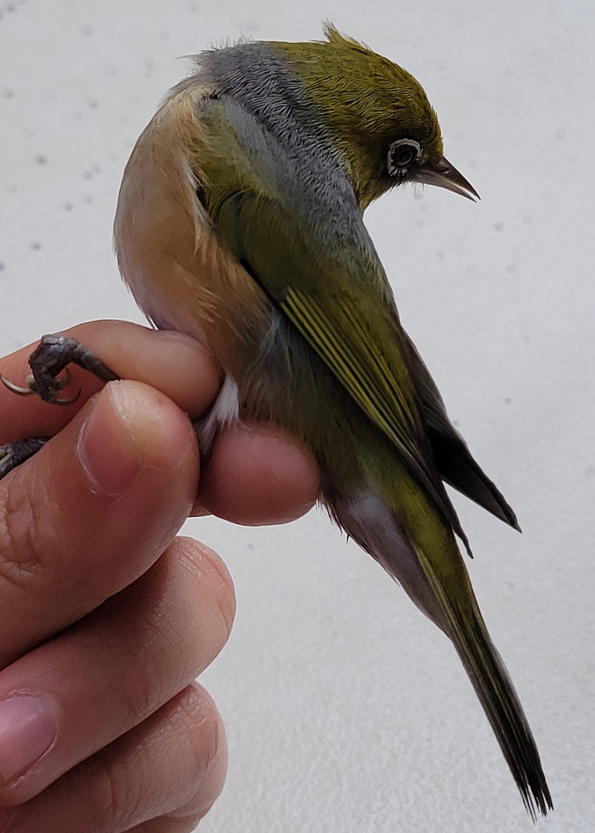 Silvereye - ML644512775