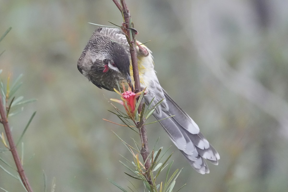 Red Wattlebird - ML644512779